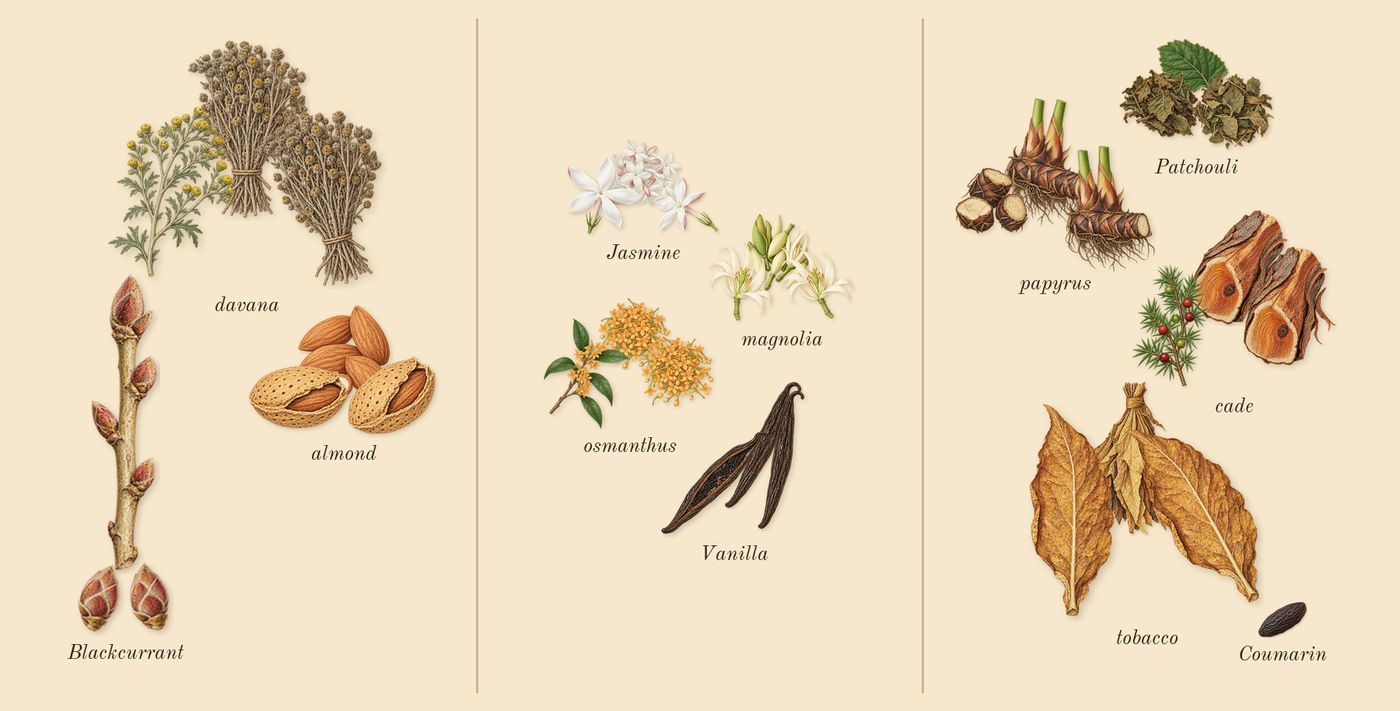Sunshine Woman’s scent picture, a draft: blackcurrant, almond, davana, osmanthus, jasmine, vanilla drawn so far; dashed outlines where nothing is drawn yet