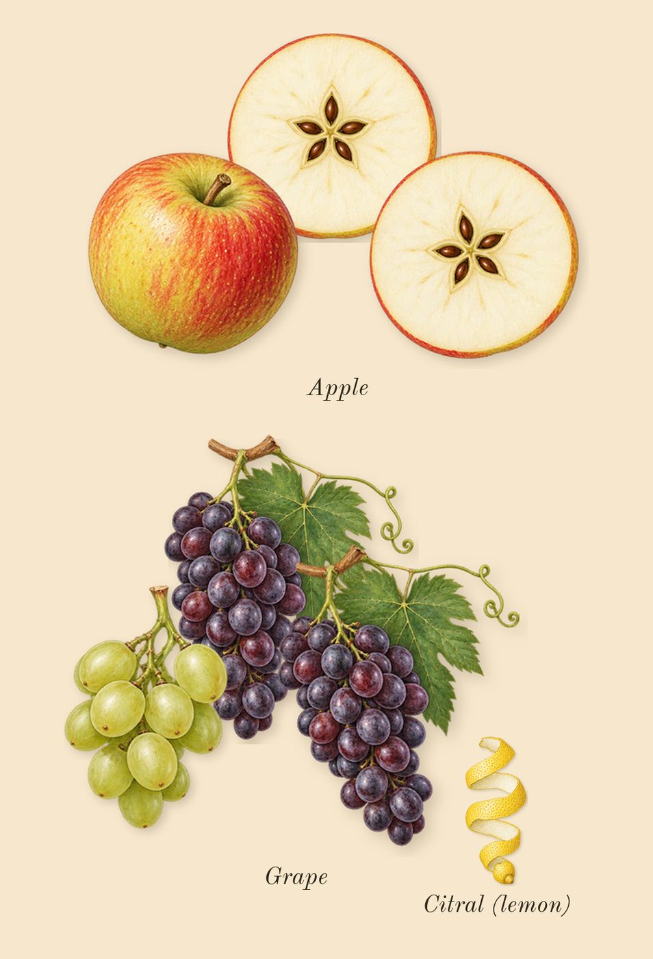 Casablanca, top notes: Apple, Grape, Citral (lemon)