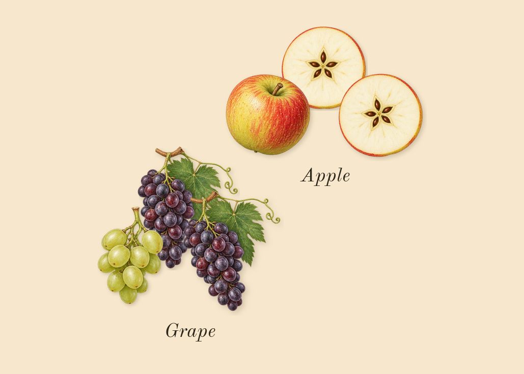 Essence of Casablanca, top notes: Apple, Grape