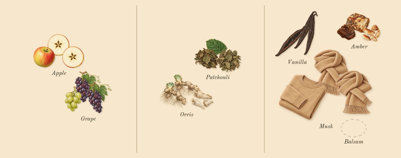 Essence of Casablanca’s scent picture, a draft: apple, patchouli, orris, musk, vanilla drawn so far; dashed outlines where nothing is drawn yet
