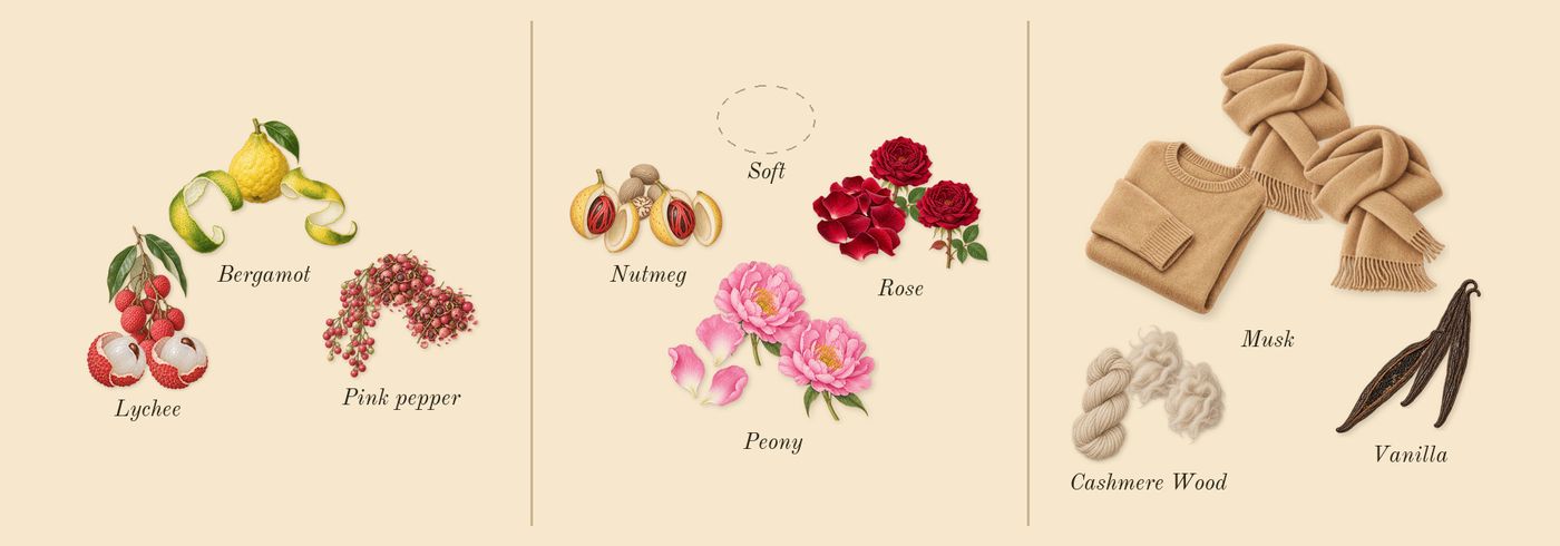 Rose 01’s scent picture, a draft: lychee, bergamot, pink pepper, rose, peony, nutmeg drawn so far; dashed outlines where nothing is drawn yet