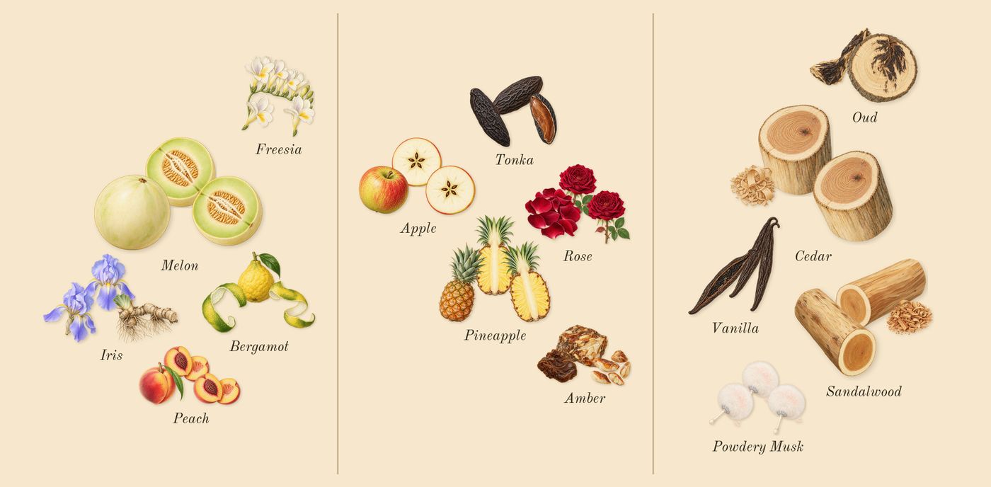 Shaghaf Oud Ahmar’s scent picture, a draft: bergamot, iris, freesia, peach, tonka, apple drawn so far; dashed outlines where nothing is drawn yet
