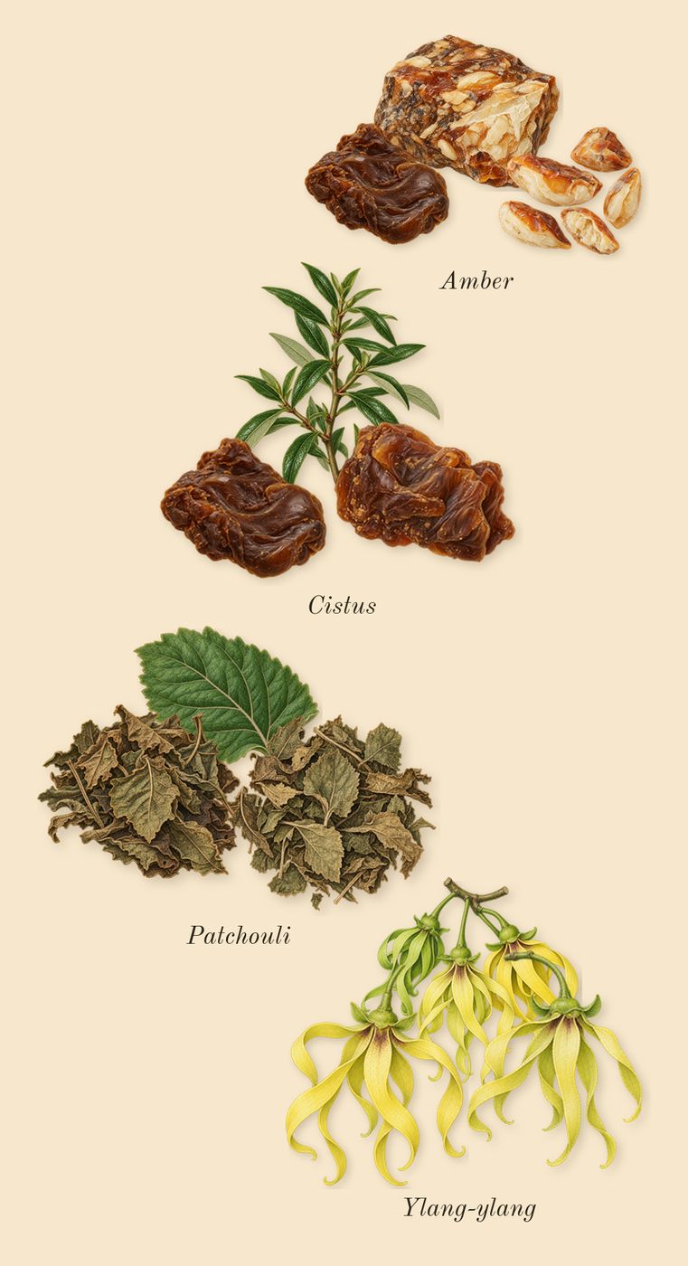Tobacco 01, heart: Cistus, Ylang-ylang, Patchouli