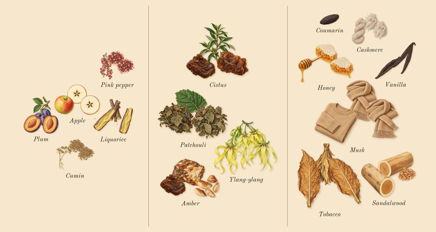 Tobacco 01’s scent picture, a draft: plum, apple, cumin, pink pepper, liquorice, cistus drawn so far; dashed outlines where nothing is drawn yet