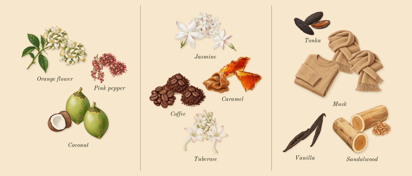 Vanilla 01’s scent picture, a draft: pink pepper, orange flower, coconut, jasmine, coffee, caramel drawn so far; dashed outlines where nothing is drawn yet