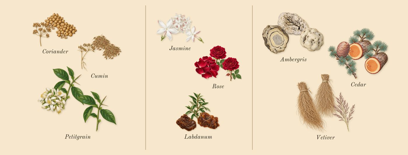 L'Air du Désert Marocain’s scent picture, a draft: coriander, cumin, petitgrain, labdanum, rose, jasmine drawn so far; dashed outlines where nothing is drawn yet
