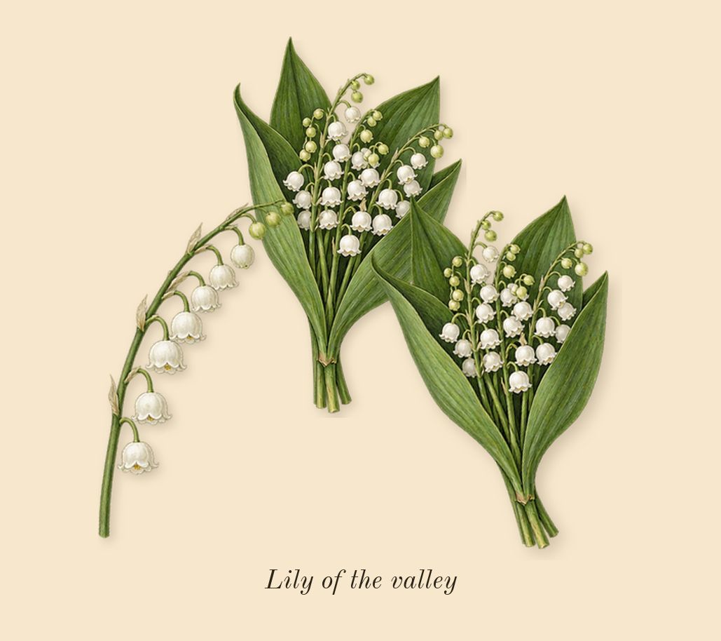 Kirké, heart: Lily of the valley