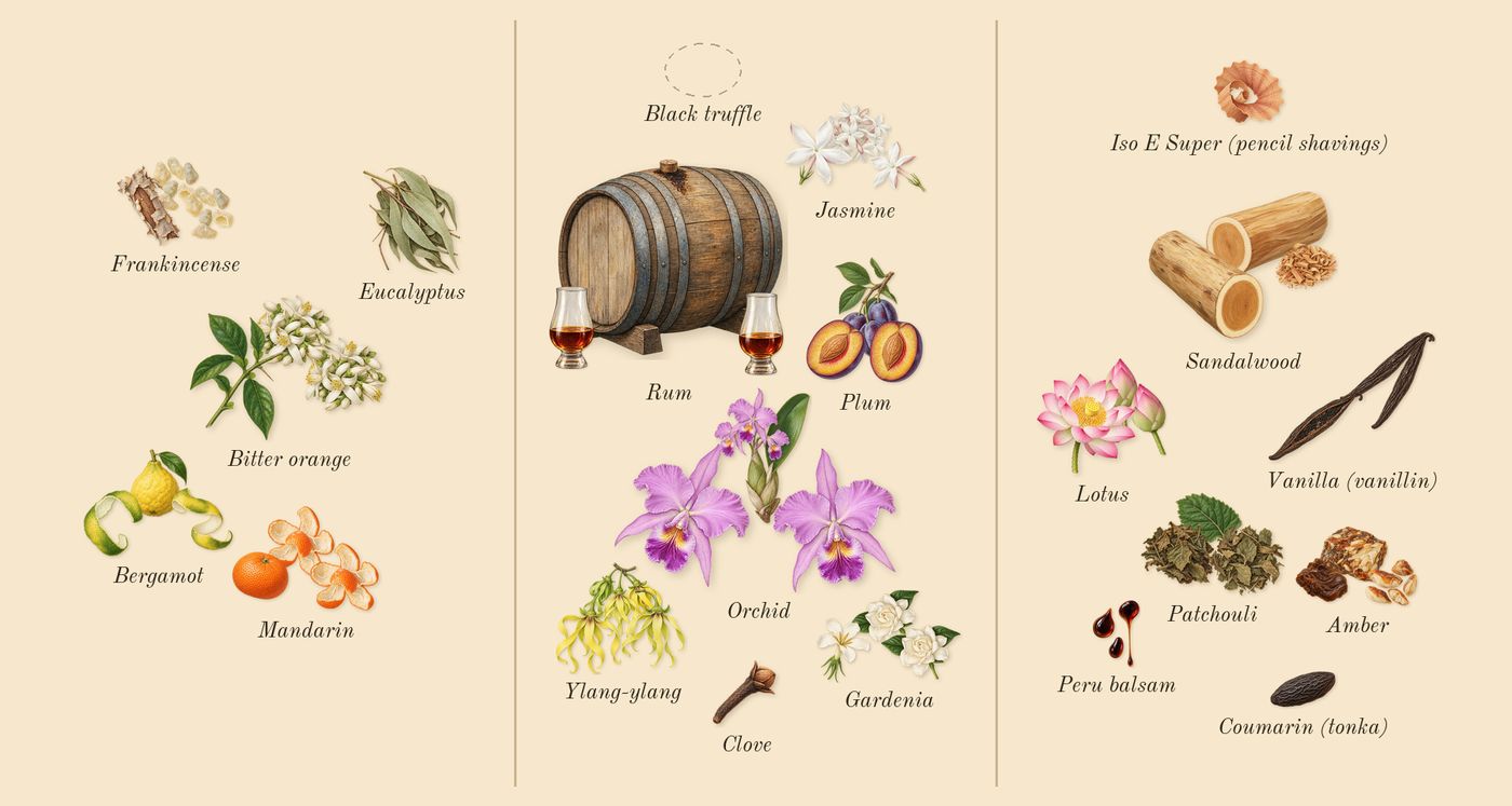 Black Orchid’s scent picture, a draft: ylang-ylang, orchid, plum, rum, patchouli, bergamot drawn so far; dashed outlines where nothing is drawn yet