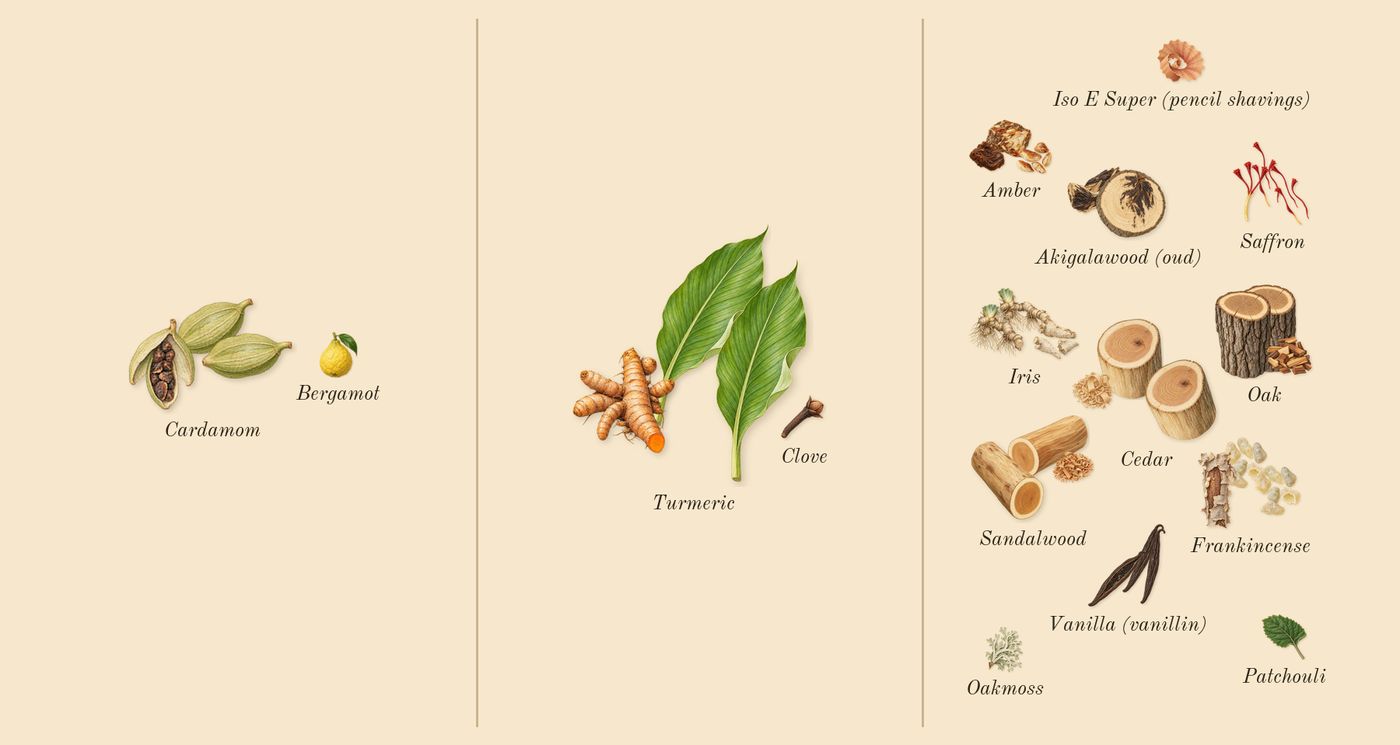 Bois Pacifique’s scent picture, a draft: turmeric, sandalwood, oak, akigalawood (oud), cardamom, frankincense drawn so far; dashed outlines where nothing is drawn yet