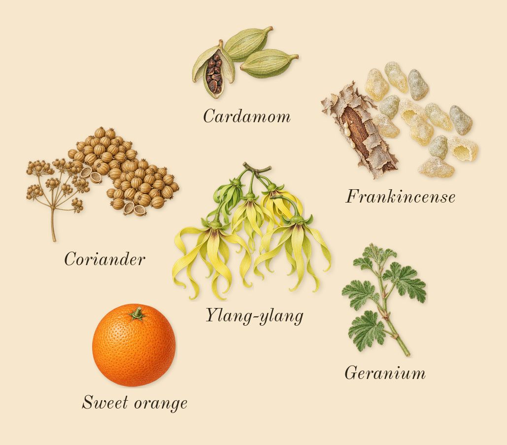 Café Rose, top notes: Ylang-ylang, Coriander, Cardamom, Frankincense, Geranium, Sweet orange