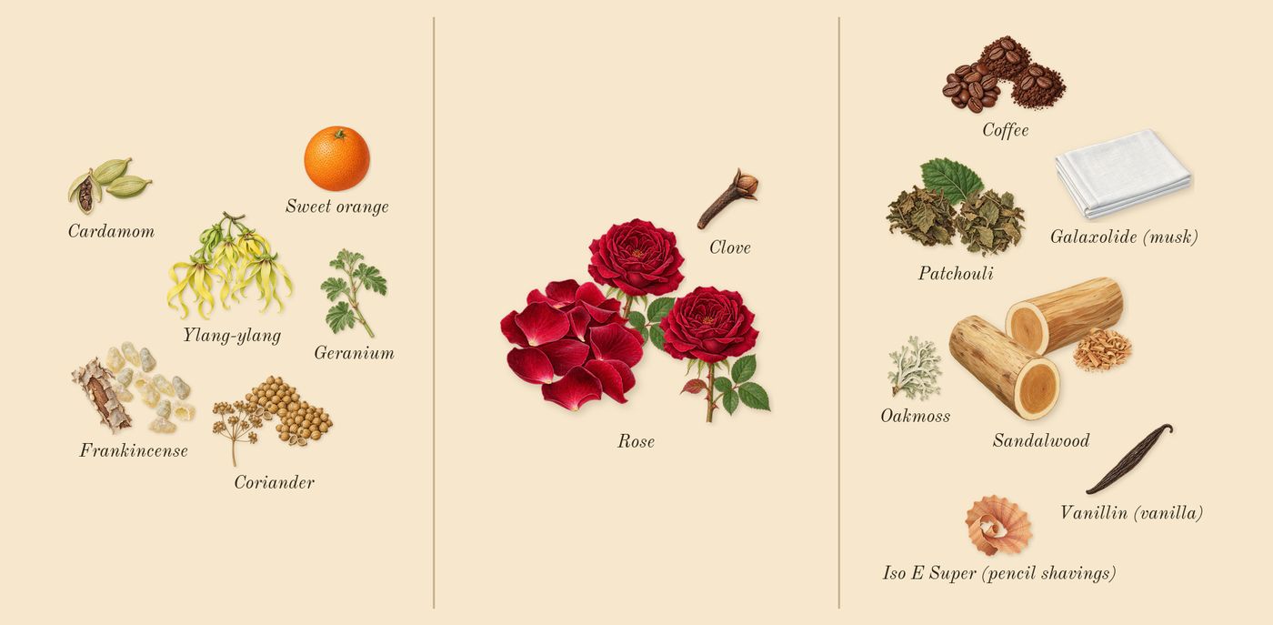 Café Rose’s scent picture, a draft: rose, ylang-ylang, coffee, coriander, patchouli, cardamom drawn so far; dashed outlines where nothing is drawn yet
