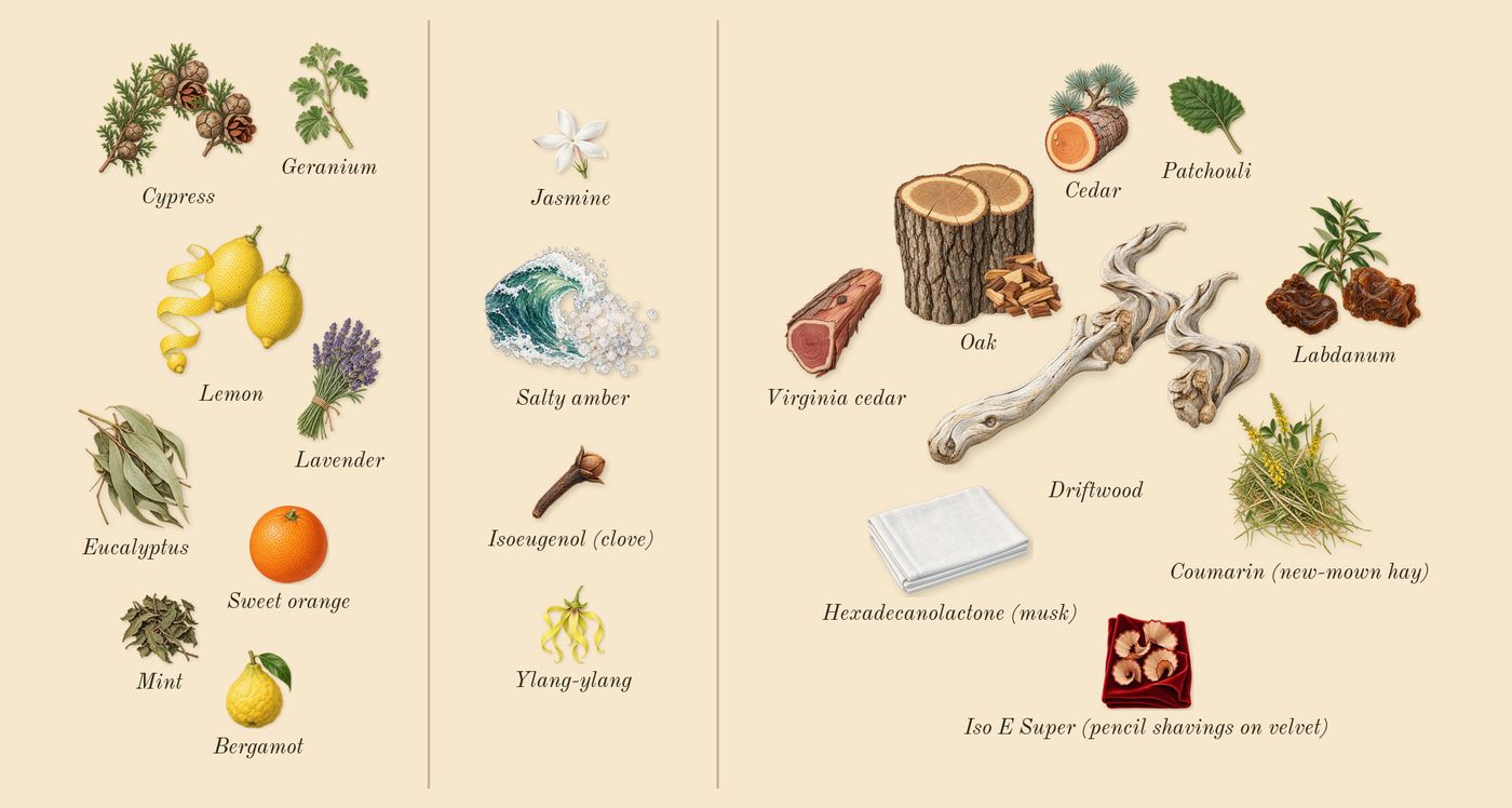 Costa Azzurra’s scent picture, a draft: lemon, cypress, oak, driftwood, labdanum, salty amber drawn so far; dashed outlines where nothing is drawn yet
