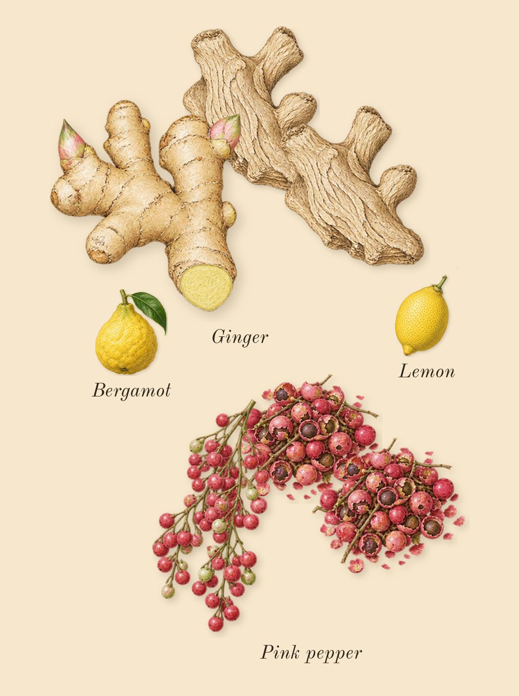 Electric Cherry, top notes: Ginger, Pink pepper, Bergamot, Lemon