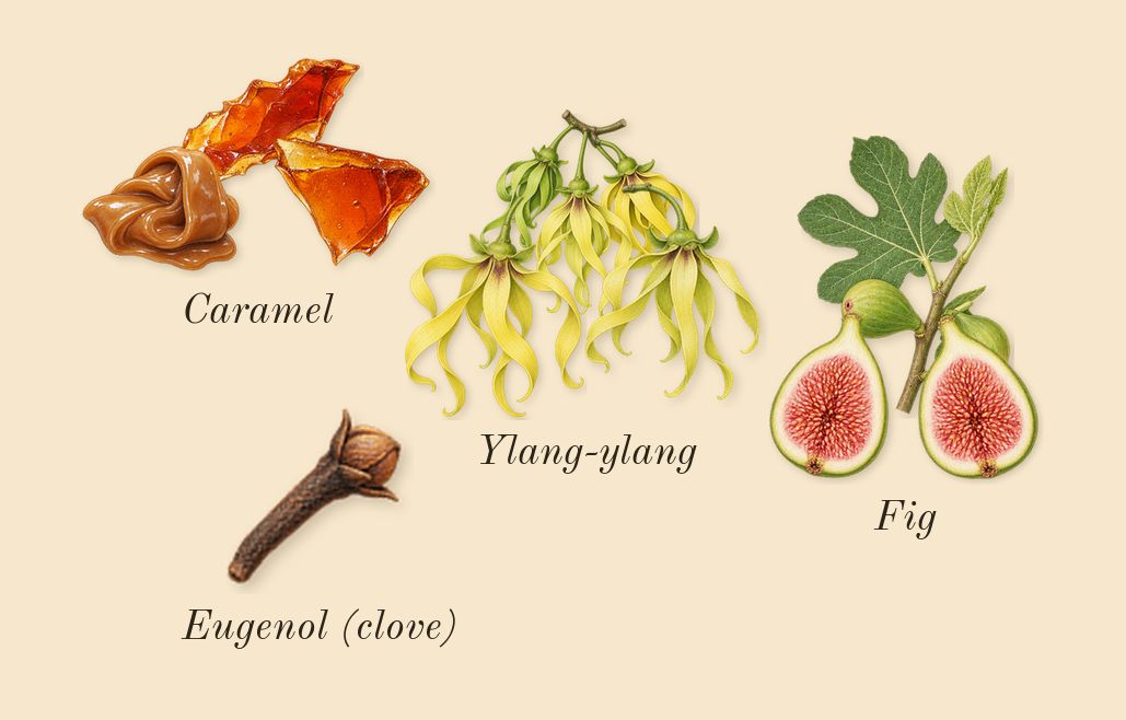 Figue Érotique, heart: Fig, Caramel, Ylang-ylang, Eugenol (clove)