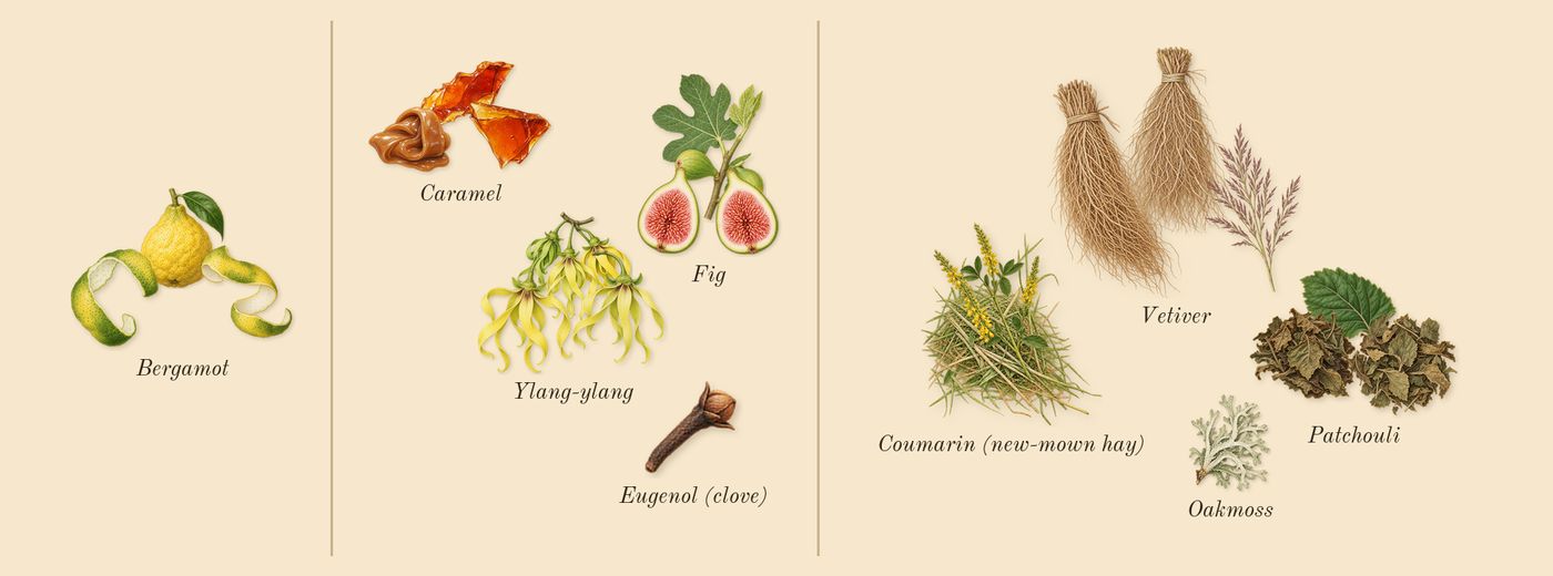 Figue Érotique’s scent picture, a draft: fig, bergamot, caramel, ylang-ylang, vetiver, patchouli drawn so far; dashed outlines where nothing is drawn yet
