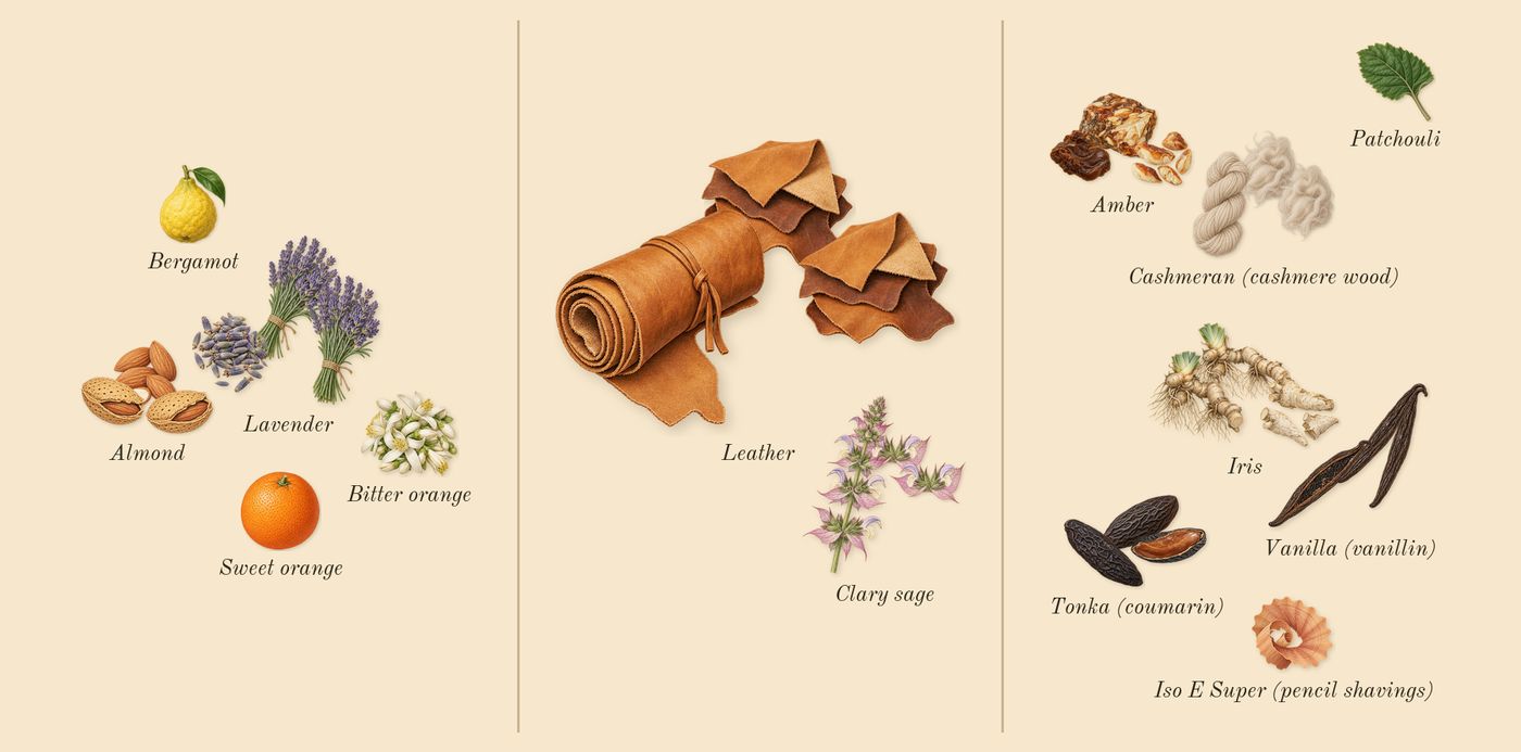 Fucking Fabulous’s scent picture, a draft: almond, tonka (coumarin), iris, cashmeran (cashmere wood), leather, clary sage drawn so far; dashed outlines where nothing is drawn yet