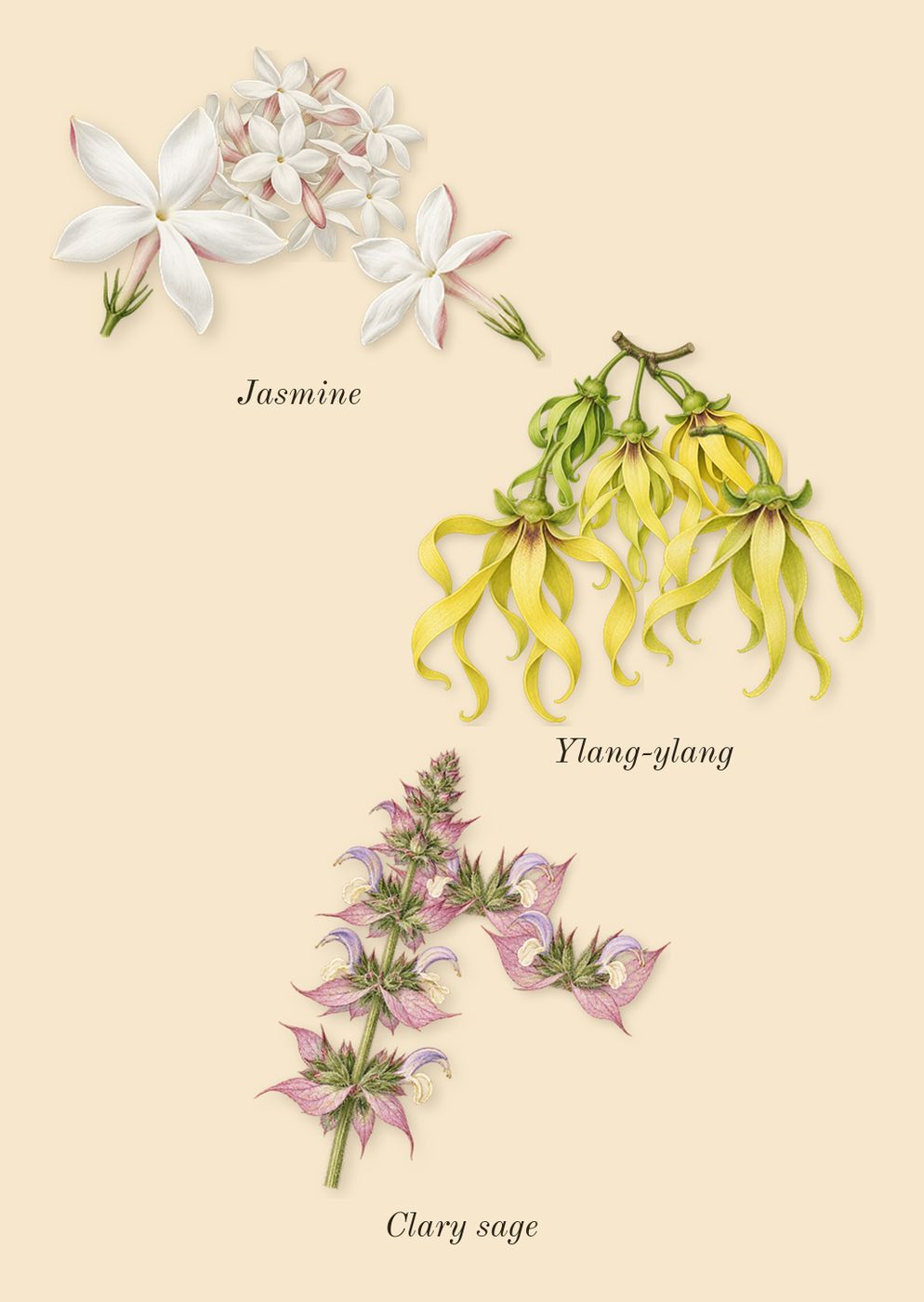 Jasmin Rouge, heart: Clary sage, Jasmine, Ylang-ylang