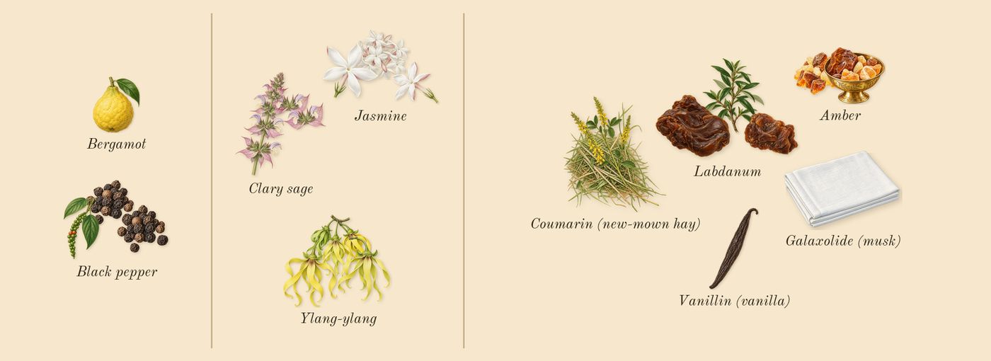 Jasmin Rouge’s scent picture, a draft: black pepper, clary sage, jasmine, ylang-ylang, labdanum, amber drawn so far; dashed outlines where nothing is drawn yet