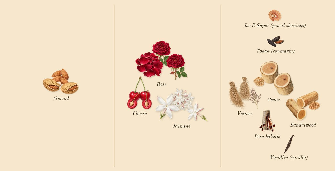 Lost Cherry’s scent picture, a draft: cherry, almond, rose, peru balsam, tonka (coumarin), jasmine drawn so far; dashed outlines where nothing is drawn yet