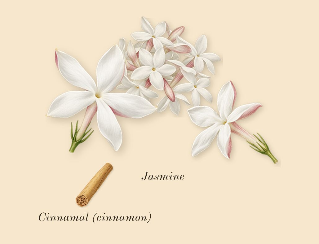 Myrrhe Mystère, heart: Jasmine, Cinnamal (cinnamon)