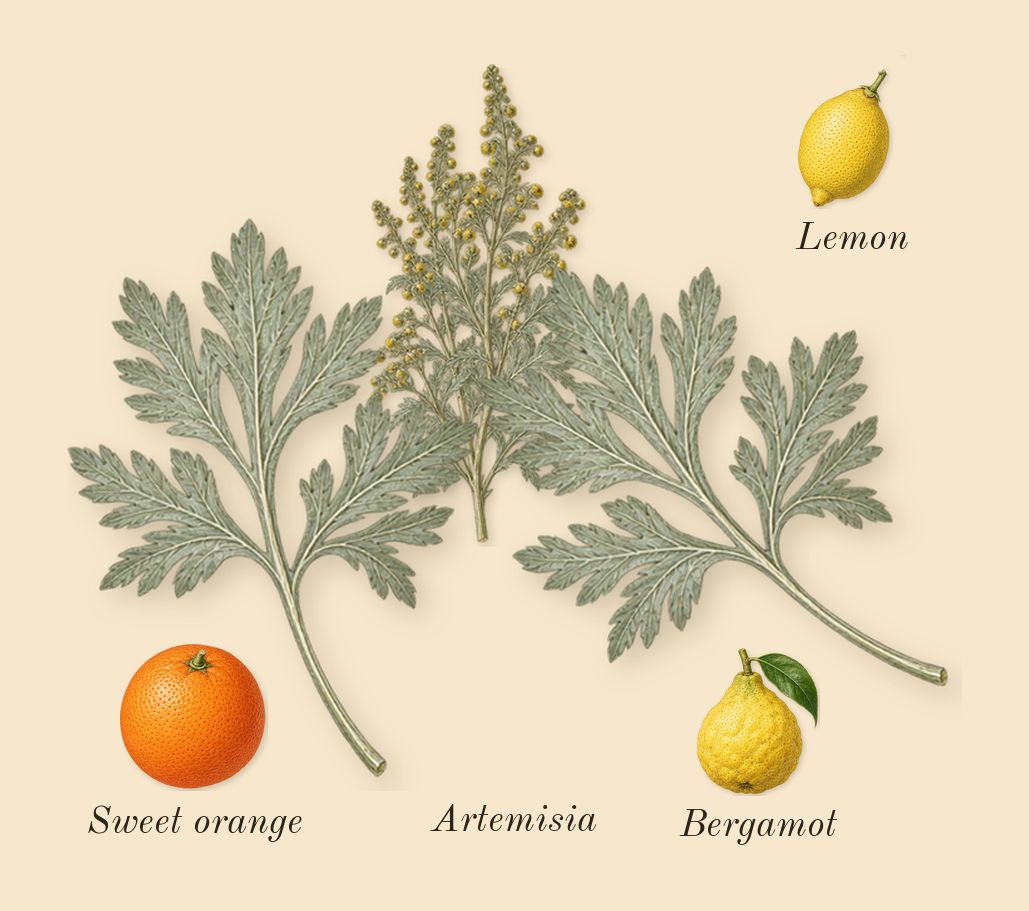 Myrrhe Mystère, top notes: Artemisia, Bergamot, Lemon, Sweet orange