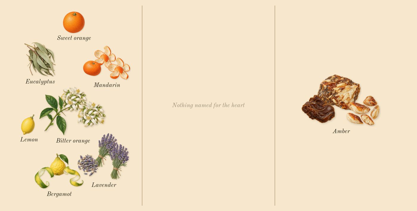 Neroli Portofino’s scent picture, a draft: bitter orange, bergamot, mandarin, lavender, amber, eucalyptus drawn so far; dashed outlines where nothing is drawn yet