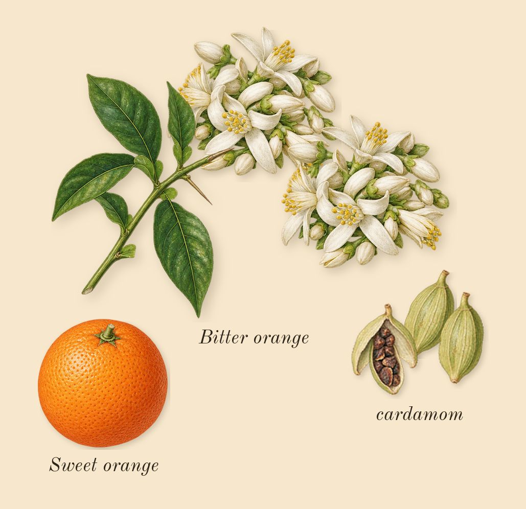 Noir Extreme, top notes: Bitter orange, cardamom, Sweet orange