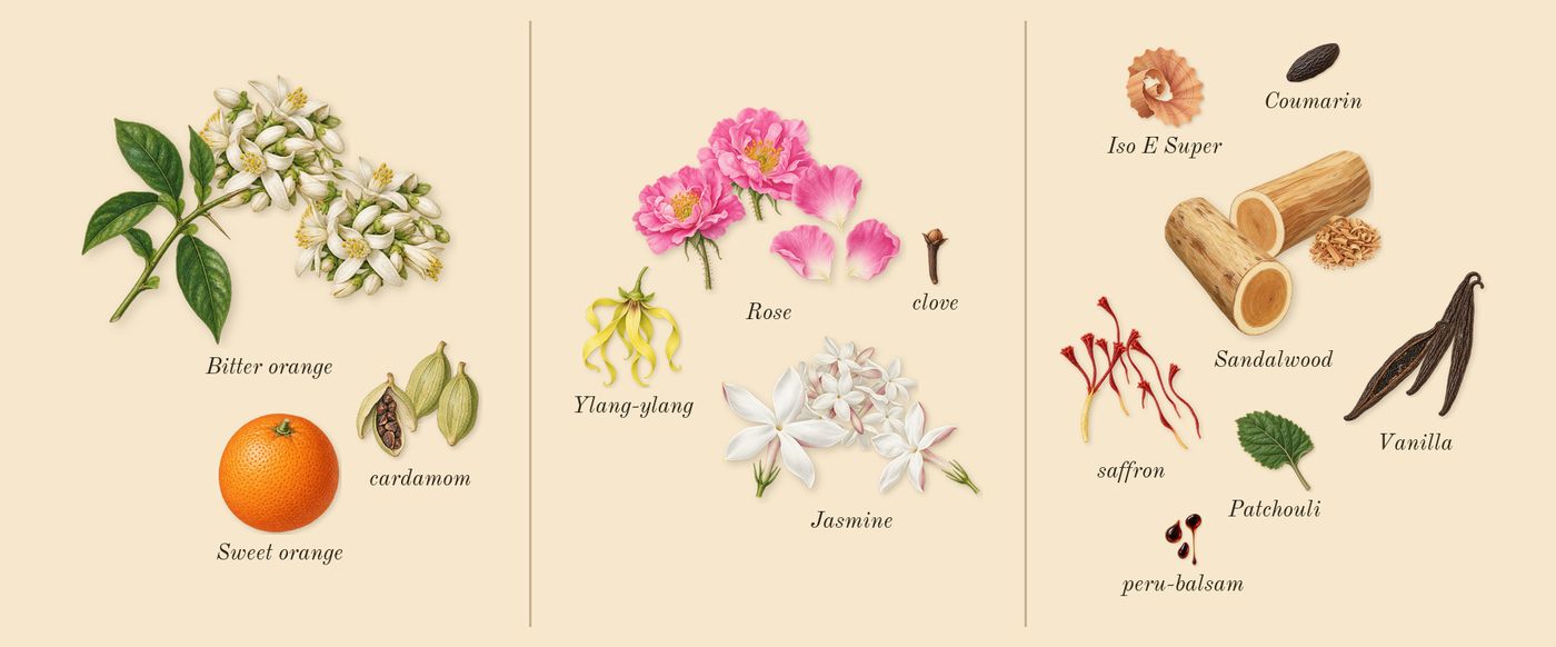 Noir Extreme’s scent picture, a draft: bitter orange, saffron, rose, sandalwood, vanilla, jasmine drawn so far; dashed outlines where nothing is drawn yet
