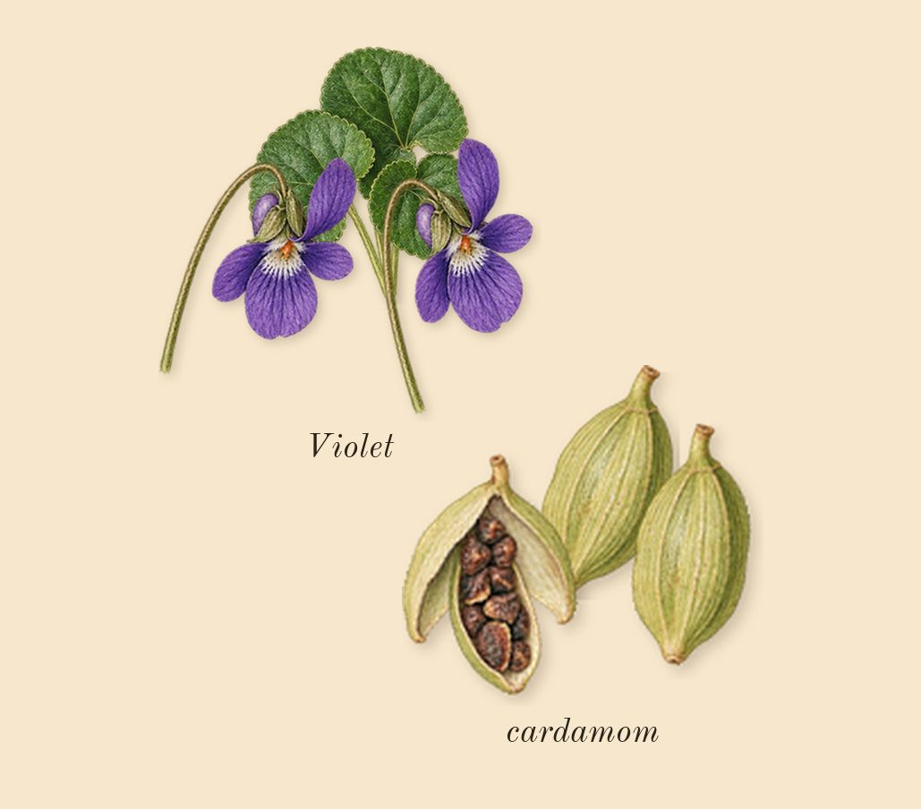Ombré Leather, top notes: cardamom, Violet