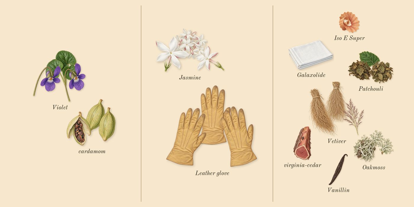 Ombré Leather’s scent picture, a draft: leather glove, cardamom, jasmine, patchouli, oakmoss, vetiver drawn so far; dashed outlines where nothing is drawn yet