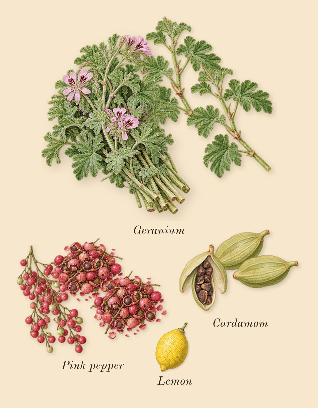 Oud Voyager, top notes: Geranium, Cardamom, Pink pepper, Lemon