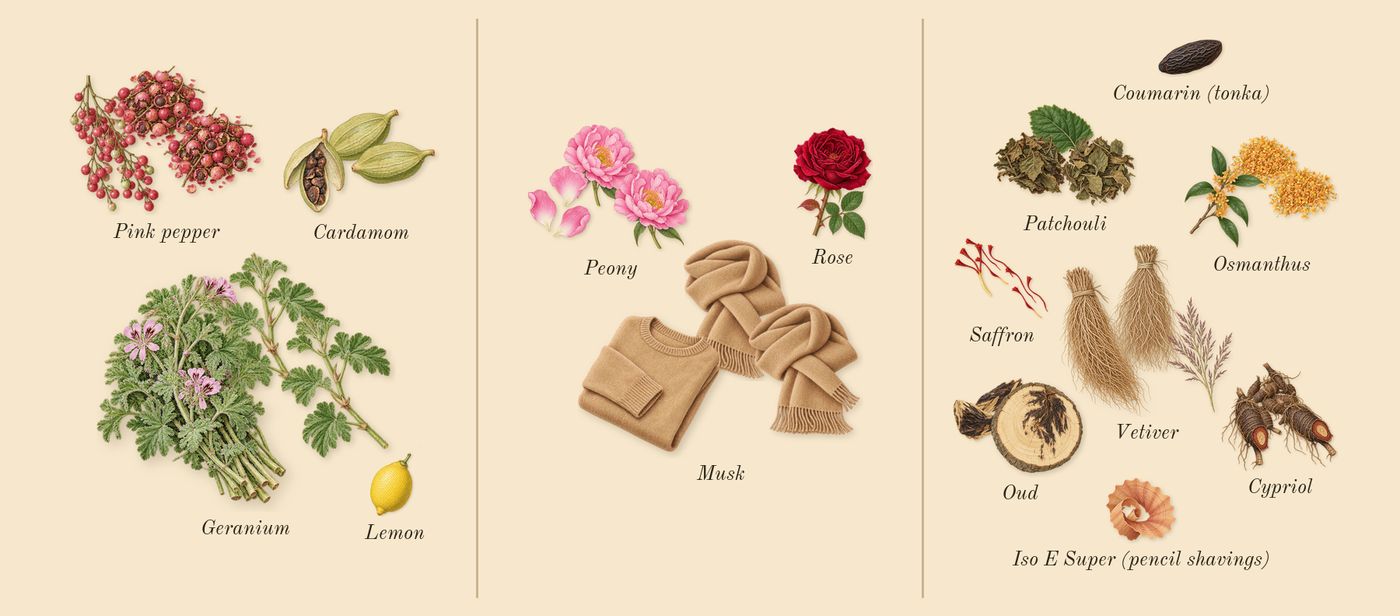 Oud Voyager’s scent picture, a draft: geranium, peony, oud, cypriol, osmanthus, cardamom drawn so far; dashed outlines where nothing is drawn yet