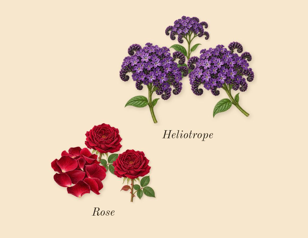 Rose d'Amalfi, heart: Rose, Heliotrope
