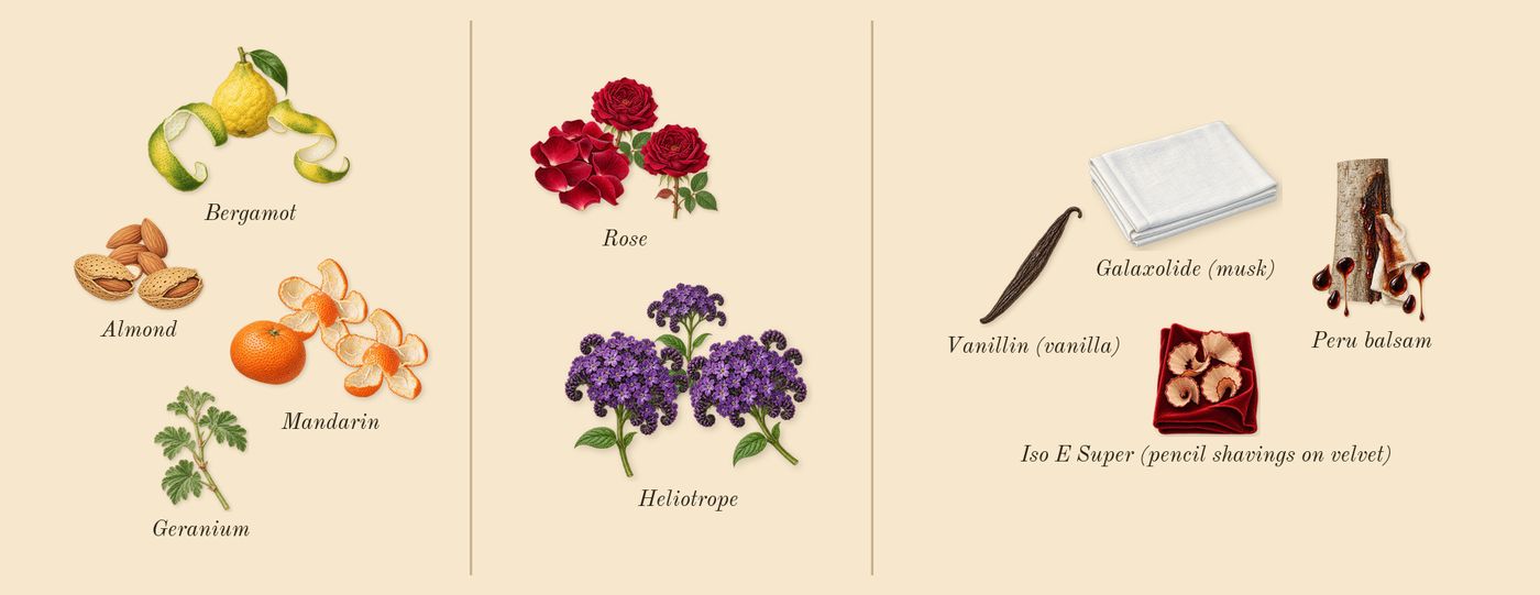 Rose d'Amalfi’s scent picture, a draft: rose, bergamot, peru balsam, heliotrope, almond, mandarin drawn so far; dashed outlines where nothing is drawn yet