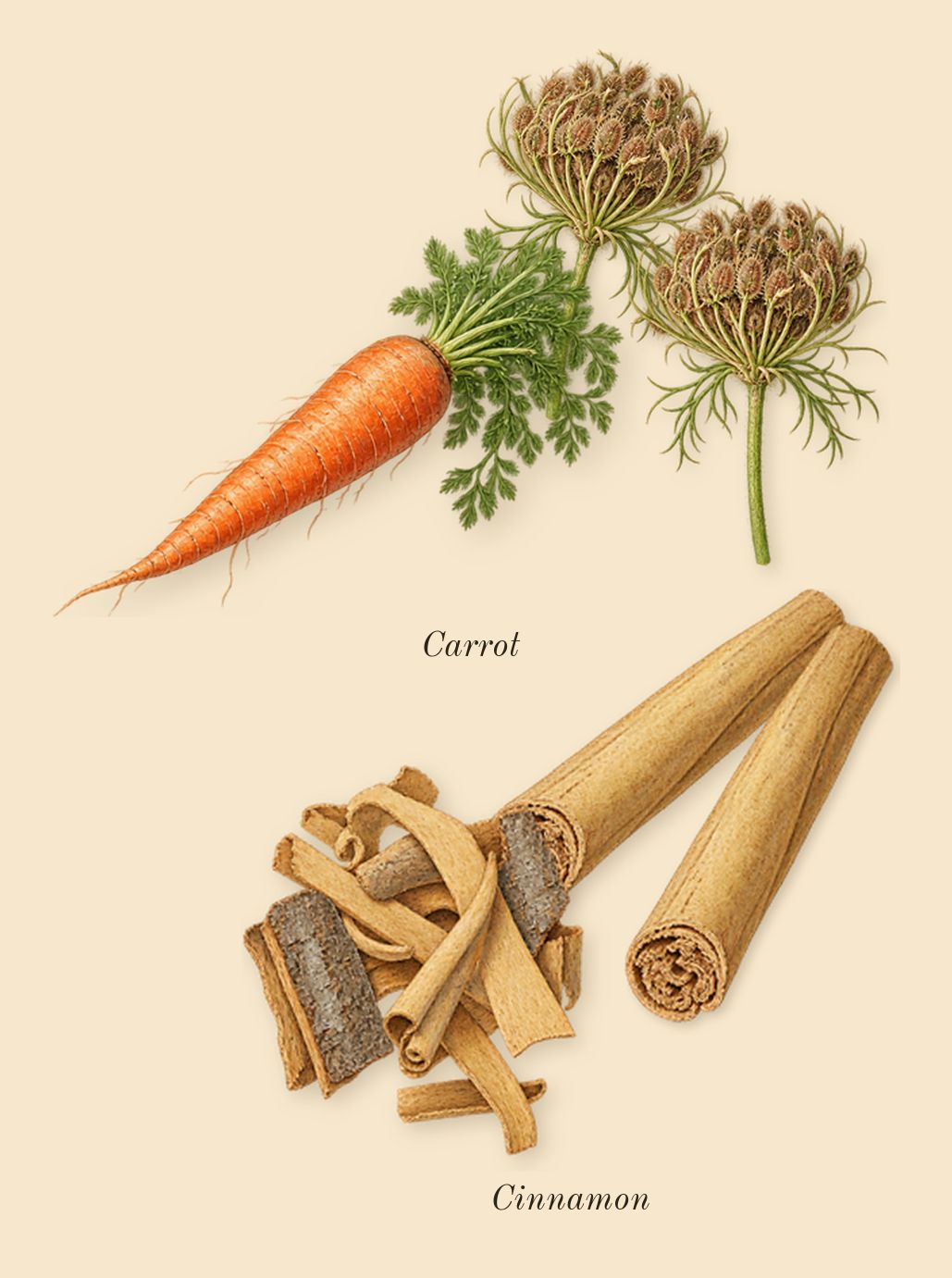 Santal Blush, heart: Cinnamon, Carrot