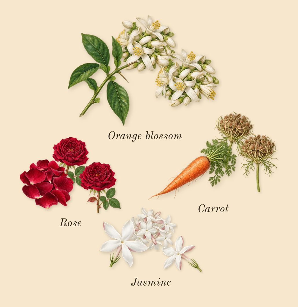 Soleil Neige, heart: Orange blossom, Jasmine, Carrot, Rose