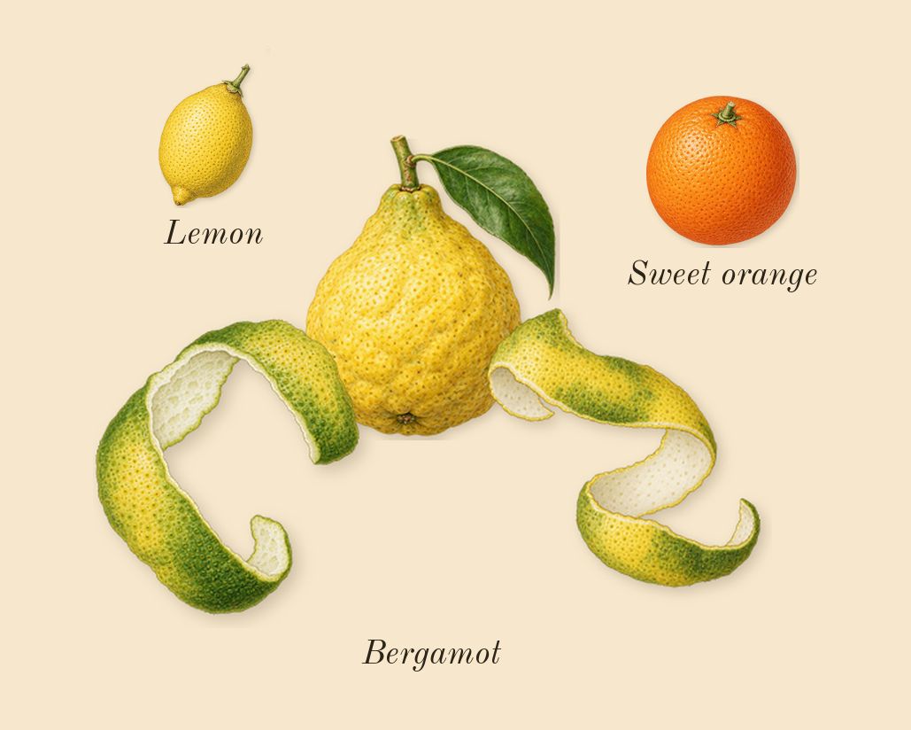 Soleil Neige, top notes: Bergamot, Sweet orange, Lemon