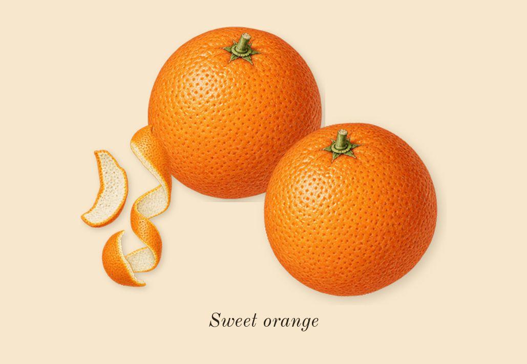 Tobacco Chocolat, top notes: Sweet orange