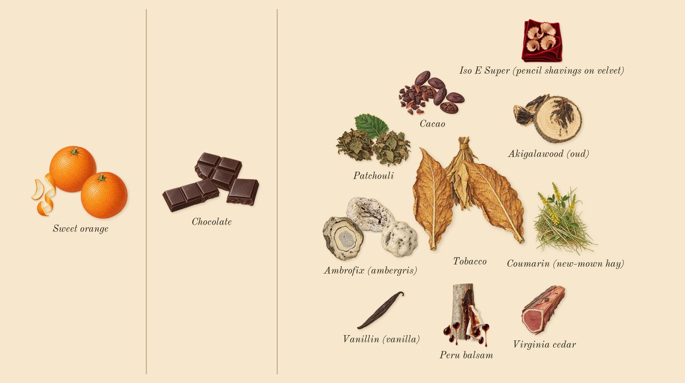Tobacco Chocolat’s scent picture, a draft: cacao, sweet orange, peru balsam, chocolate, patchouli, ambrofix (ambergris) drawn so far; dashed outlines where nothing is drawn yet