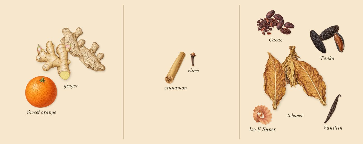 Tobacco Vanille’s scent picture, a draft: tobacco, ginger, tonka, cacao, clove, sweet orange drawn so far; dashed outlines where nothing is drawn yet