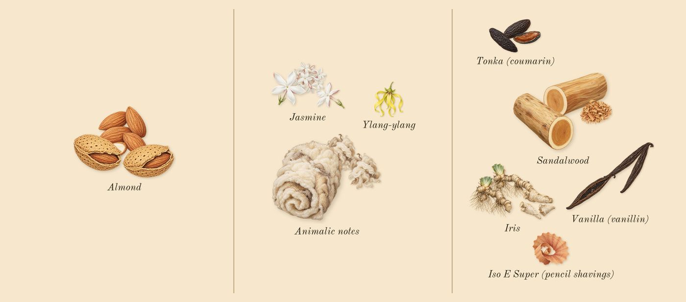 Vanilla Sex’s scent picture, a draft: vanilla (vanillin), sandalwood, jasmine, iris, animalic notes, almond drawn so far; dashed outlines where nothing is drawn yet