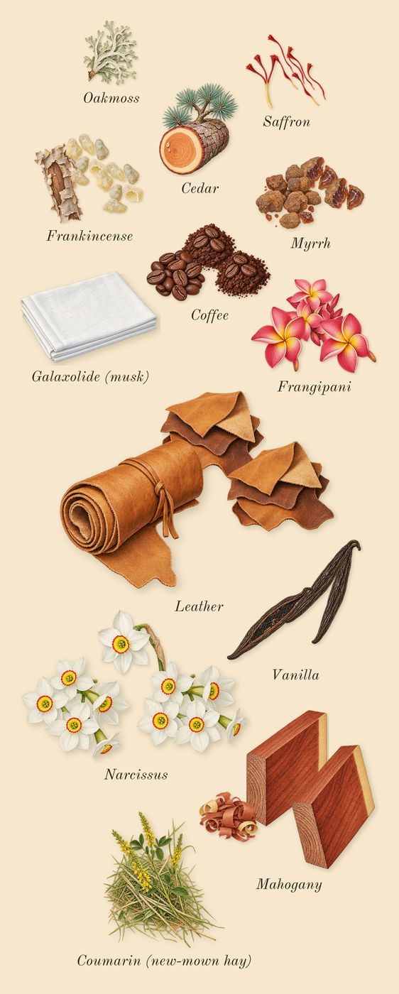 Vanille Fatale, dry-down: Frangipani, Coffee, Mahogany, Vanilla, Saffron, Myrrh, Frankincense, Narcissus, Leather, Oakmoss, Cedar, Galaxolide (musk), Coumarin (new-mown hay)
