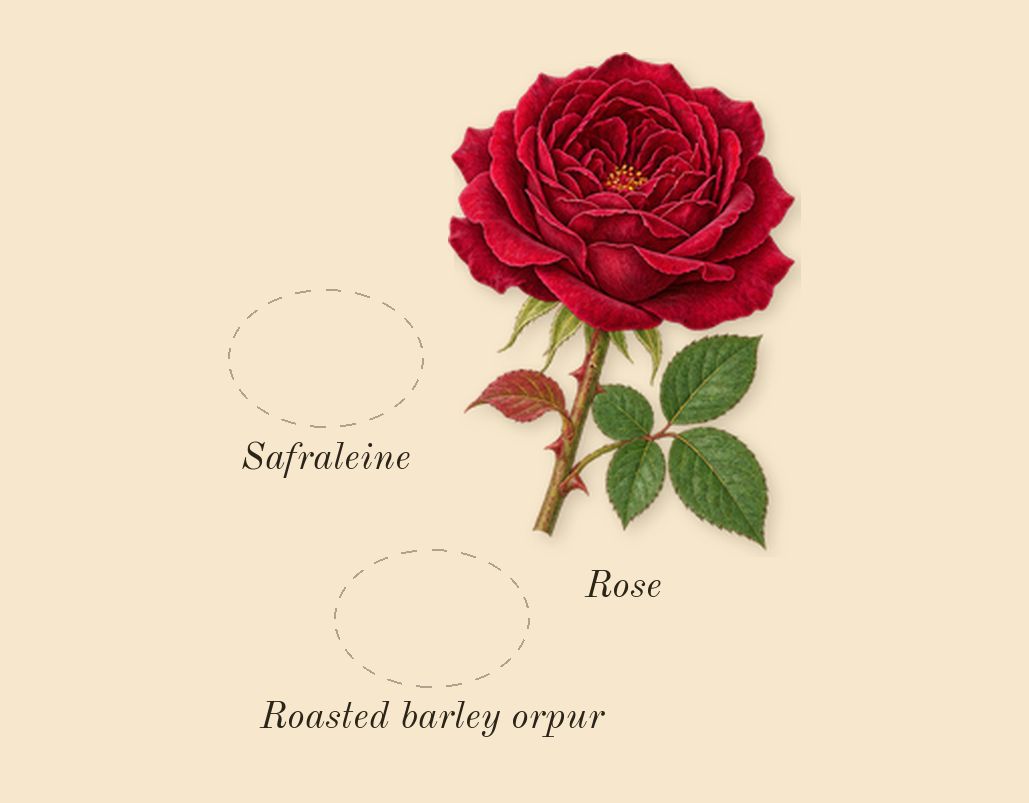 Vanille Fatale, heart: Safraleine, Roasted barley orpur, Rose