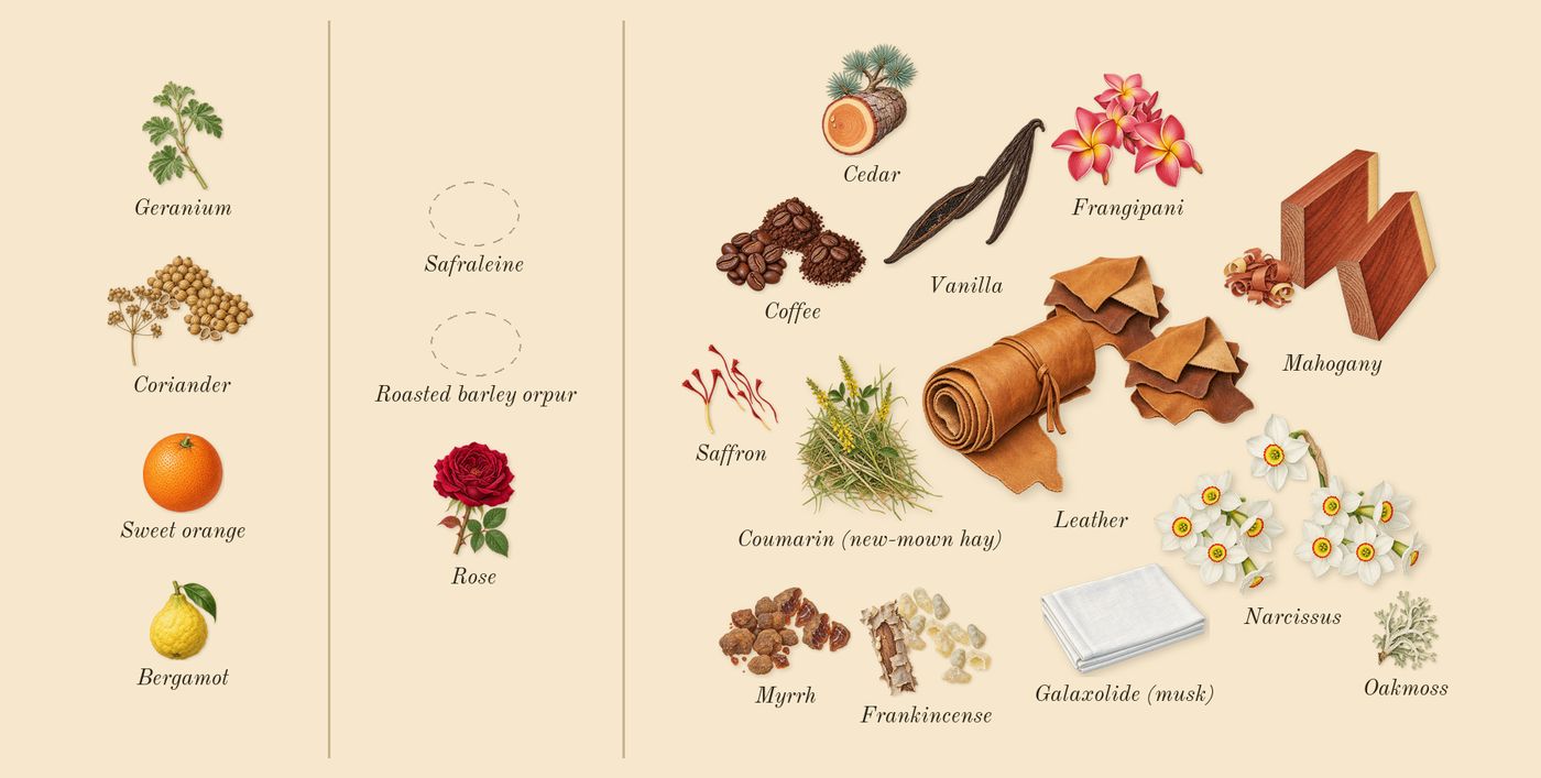 Vanille Fatale’s scent picture, a draft: frangipani, coffee, mahogany, vanilla, saffron, coriander drawn so far; dashed outlines where nothing is drawn yet