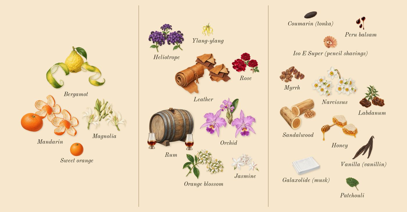 Velvet Orchid’s scent picture, a draft: bergamot, mandarin, orchid, jasmine, sandalwood, myrrh drawn so far; dashed outlines where nothing is drawn yet