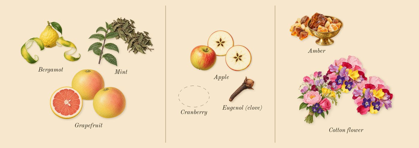 Tommy’s scent picture, a draft: bergamot, grapefruit, mint, apple, amber, cotton flower drawn so far; dashed outlines where nothing is drawn yet