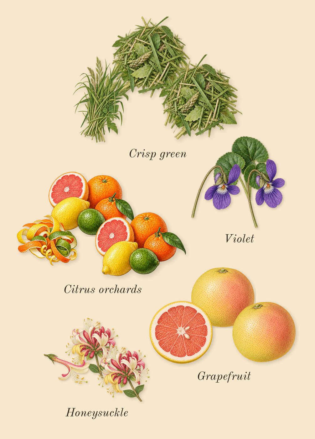 Tommy Girl, heart: Grapefruit, Citrus orchards, Crisp green, Honeysuckle, Violet