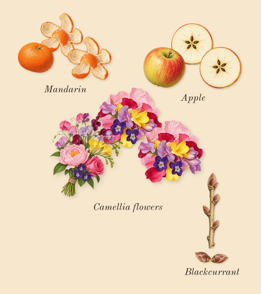 Tommy Girl, top notes: Camellia flowers, Apple, Blackcurrant, Mandarin