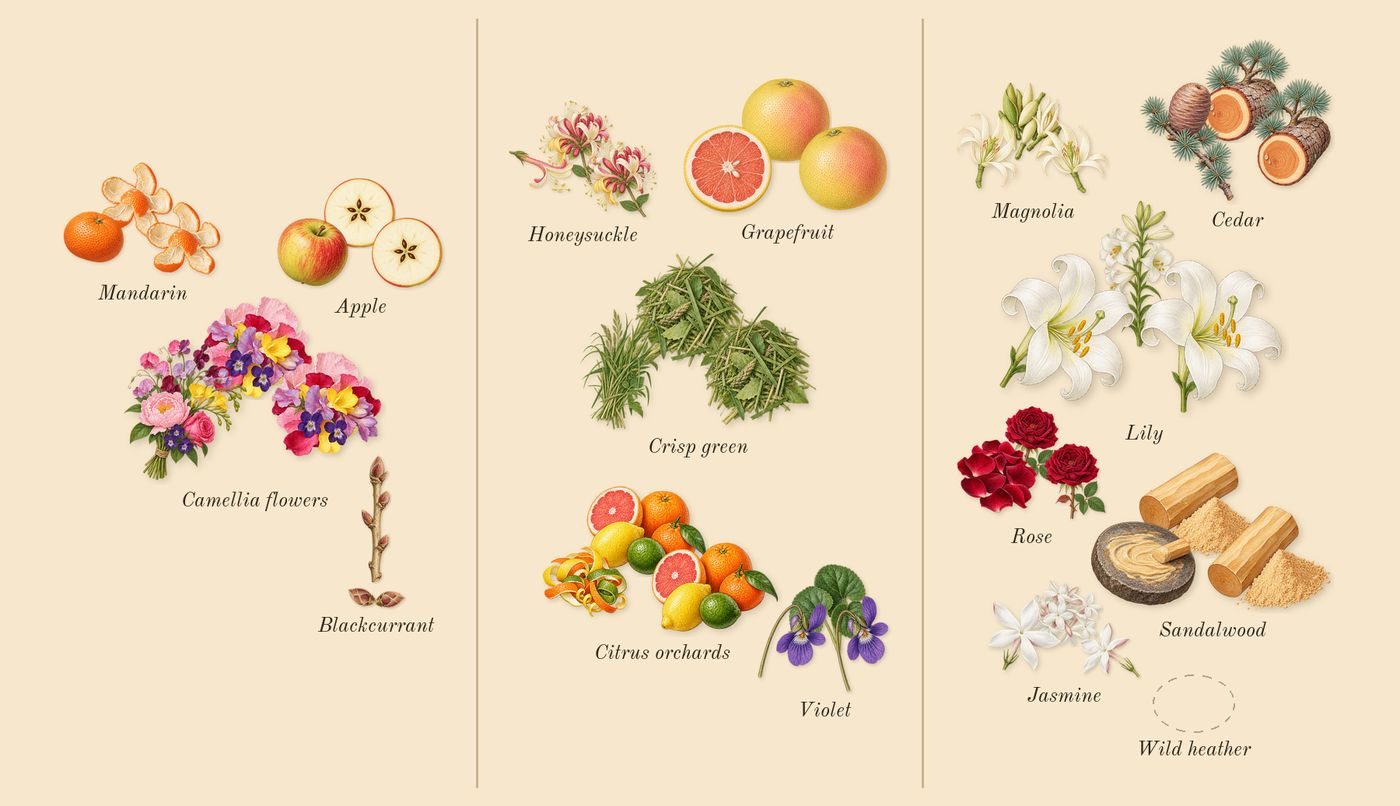 Tommy Girl’s scent picture, a draft: camellia flowers, apple, blackcurrant, mandarin, grapefruit, citrus orchards drawn so far; dashed outlines where nothing is drawn yet