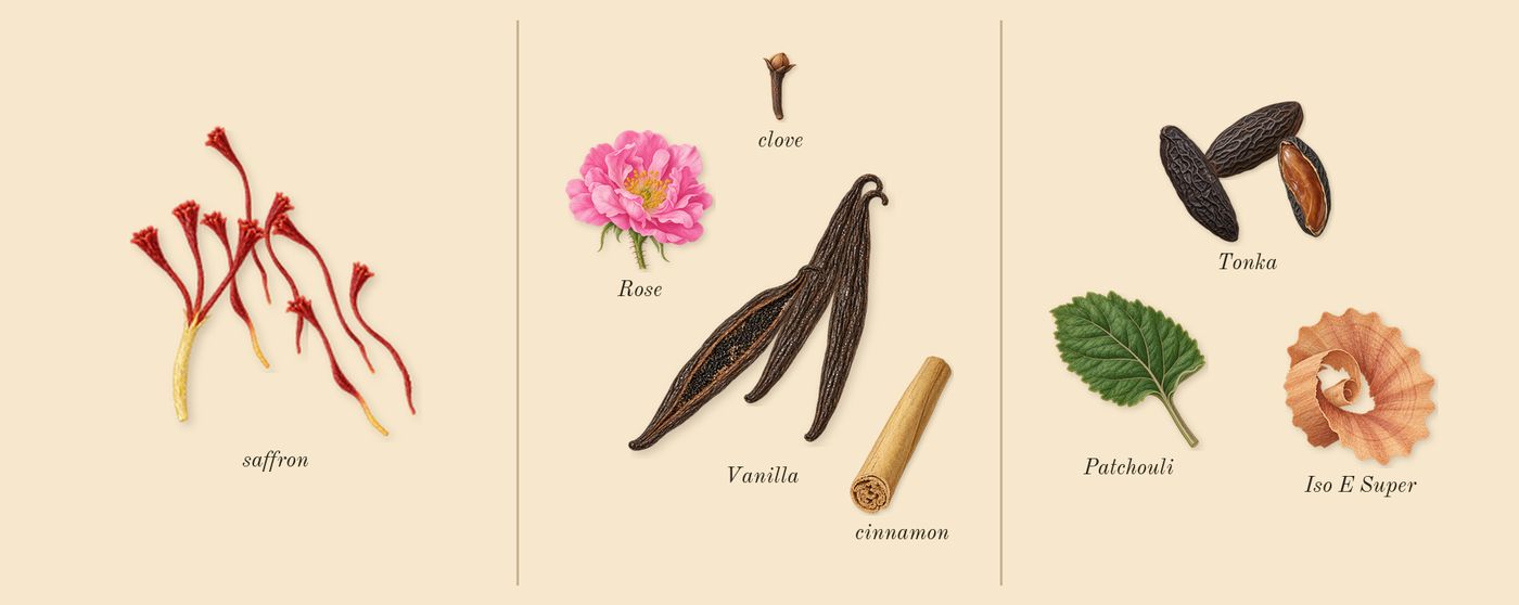 Tonka Misfah’s scent picture, a draft: saffron, vanilla, tonka, patchouli, clove, cinnamon drawn so far; dashed outlines where nothing is drawn yet